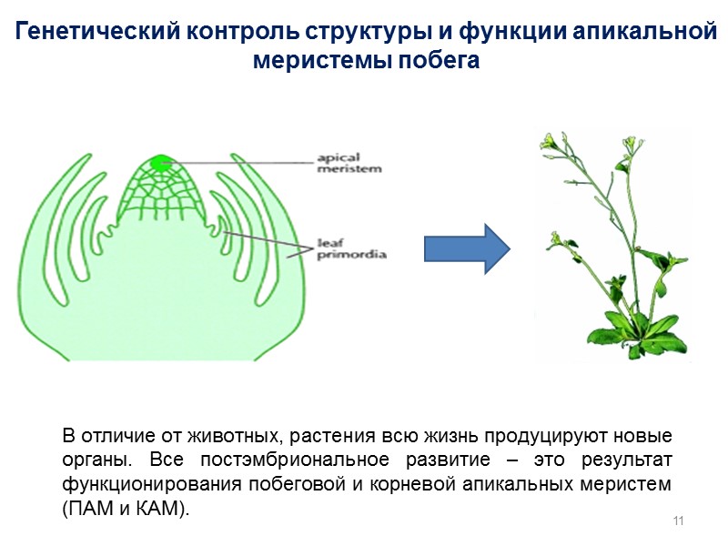 Генетический контроль структуры и функции апикальной меристемы побега В отличие от животных, растения всю